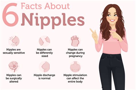 nippel|Medical Definition of Nipple